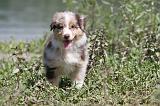 BERGER AUSTRALIEN PUPPIES 111